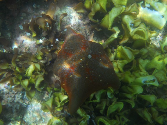 Ucluelet, Canada