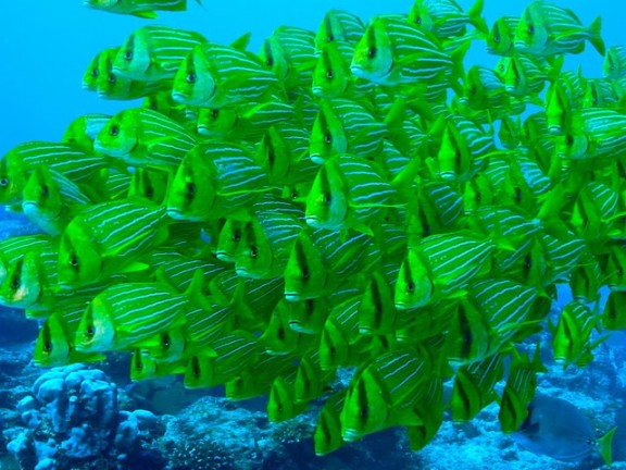 Baja California Sur, México