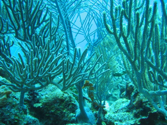 Hondura roatan