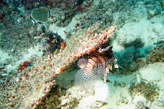 Dhidhdhoo, Maldives