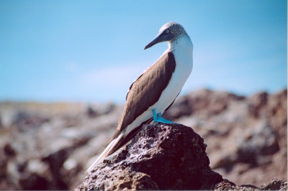 Marietas
