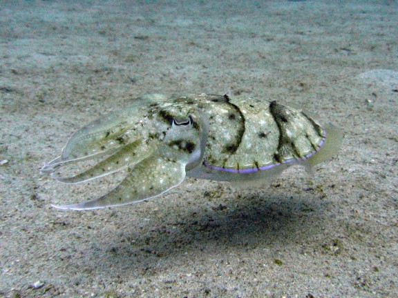 Cebu, Filippinerna