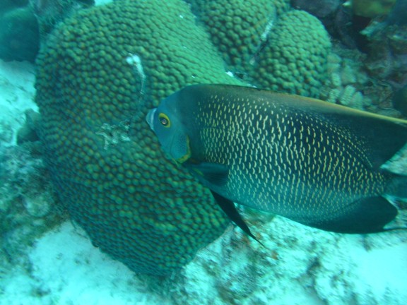 Kralendijk, Caribbean Netherlands