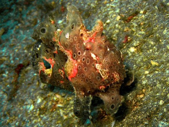 Baturiti, Indonesien