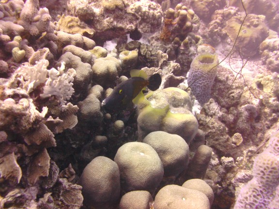 Kralendijk, Caribbean Netherlands