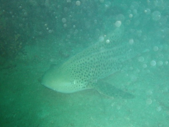Phuket, Thailande - fish