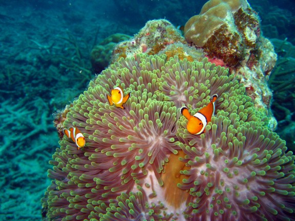Andaman, Indien