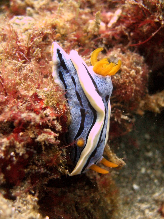Baturiti, Indonesien