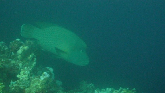 Red Sea