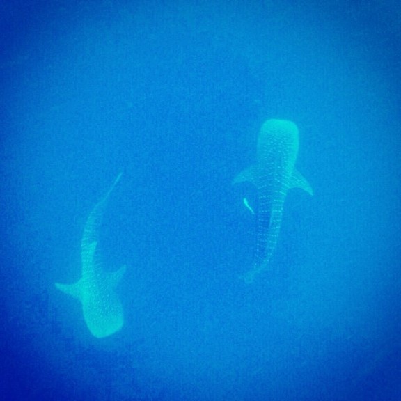 Dhigurah, Maldivi