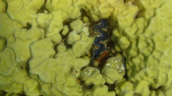 Red Sea