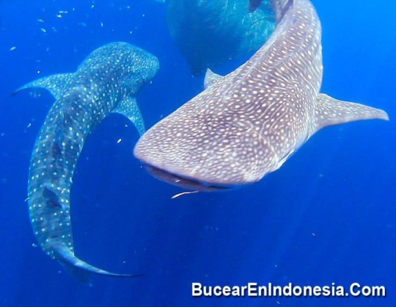 Indonesia