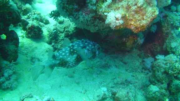 Red Sea