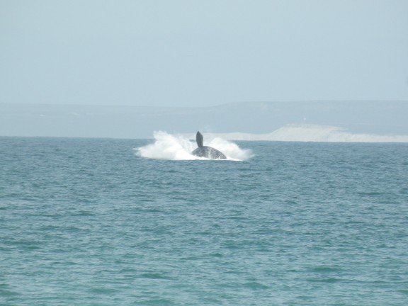 Peninsula Valdes, Argentina