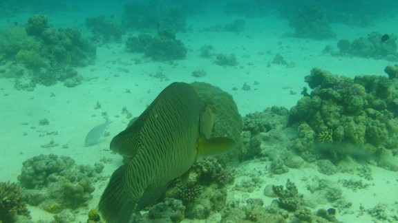 Red Sea
