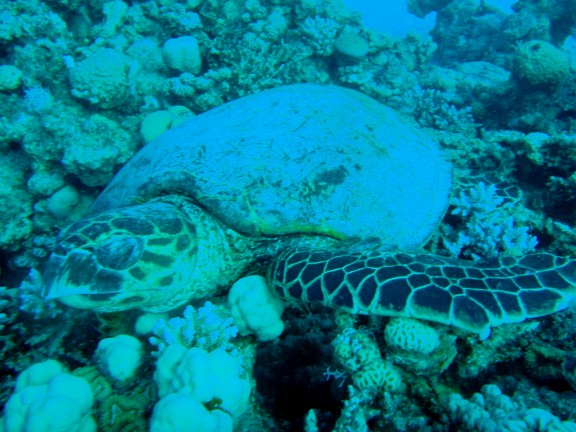 Qesm Sharm Ash Sheikh, Egipto