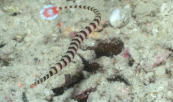 Malaysia