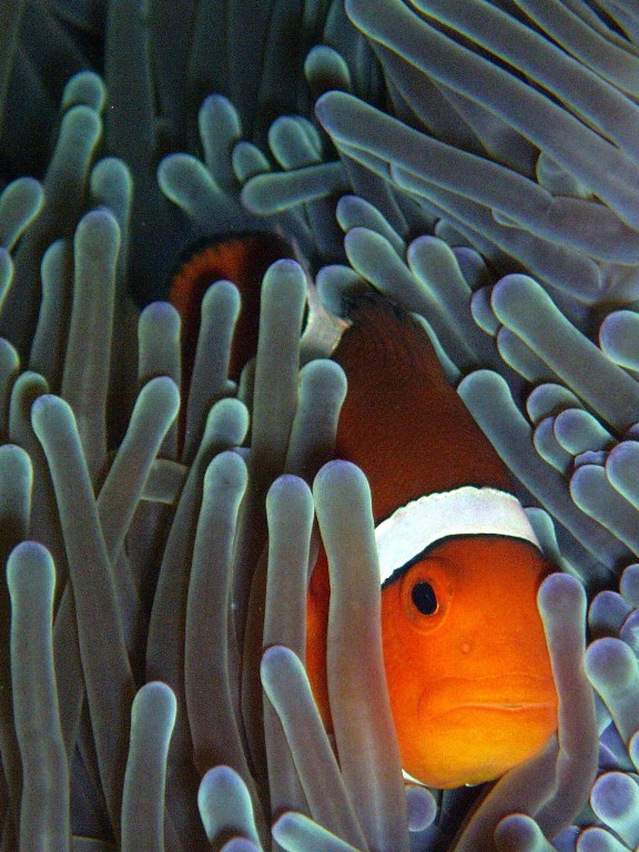 red sea