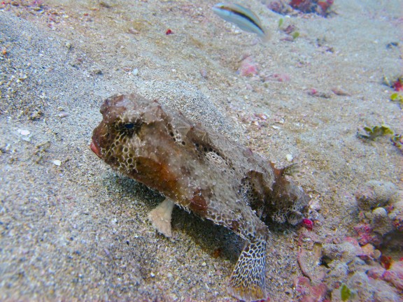 United States - fish