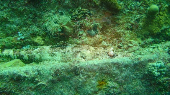 Red Sea