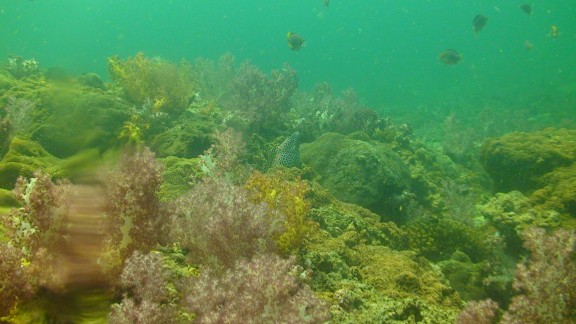 The Gulf of Oman