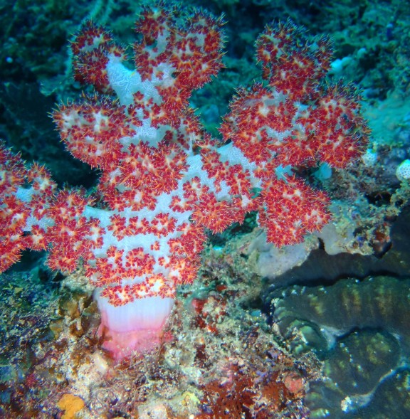 port blair andamans
