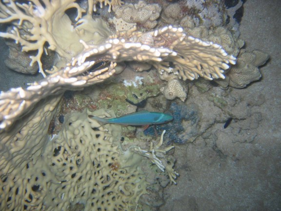 egitto sharm