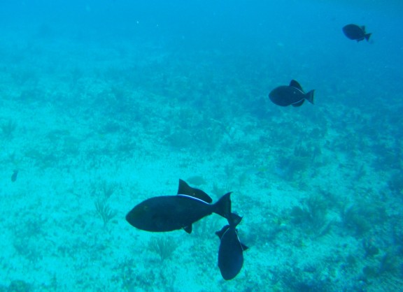 Alice Town, The Bahamas