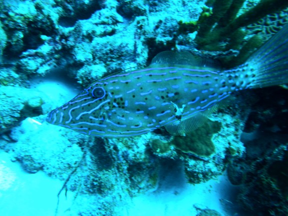 Bonaire, Netherlands Antilles