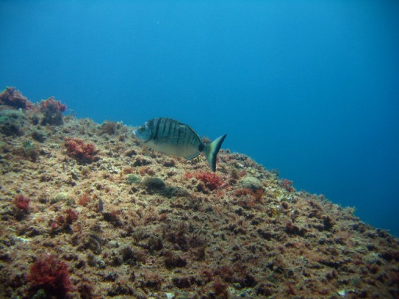 Torroella de Montgrí, España