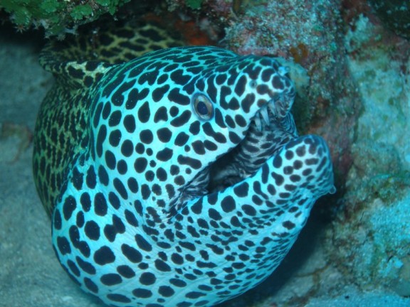 Meemu Atoll, Malediven