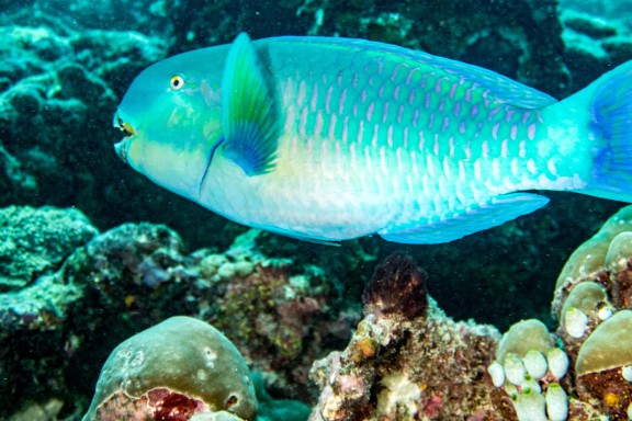 Dhidhdhoo, Maldives