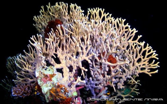 Indonesia