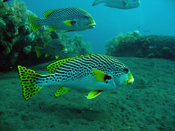 Baturiti, Indonesien
