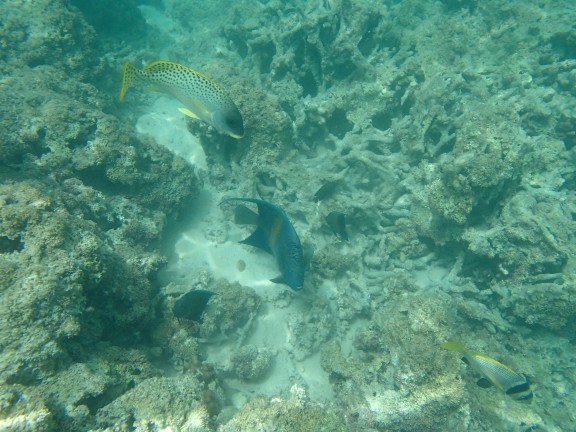 United Arab Emirates - fish