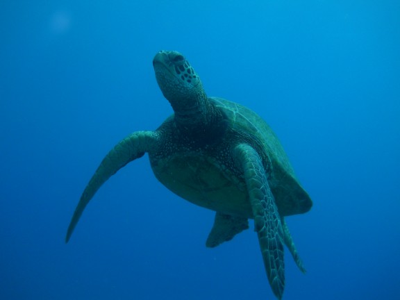 Honolulu, United States