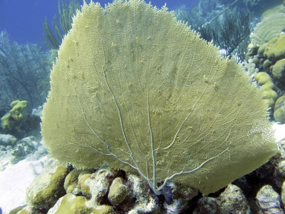 Kralendijk, Netherlands Antilles