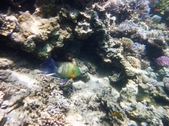 Dahab, Egypt