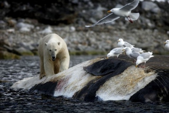 Svalbard