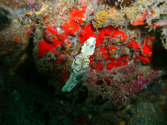 Mosquito island