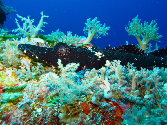 Koror, Palau