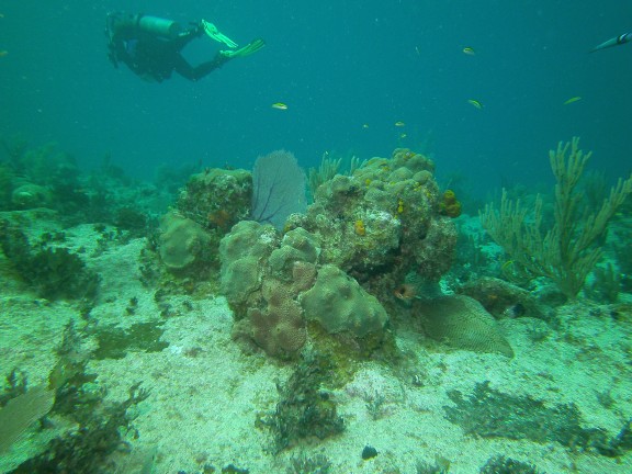 Sunset Reef, Cayman Islands