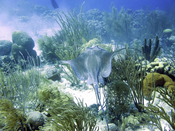 Kralendijk, Netherlands Antilles