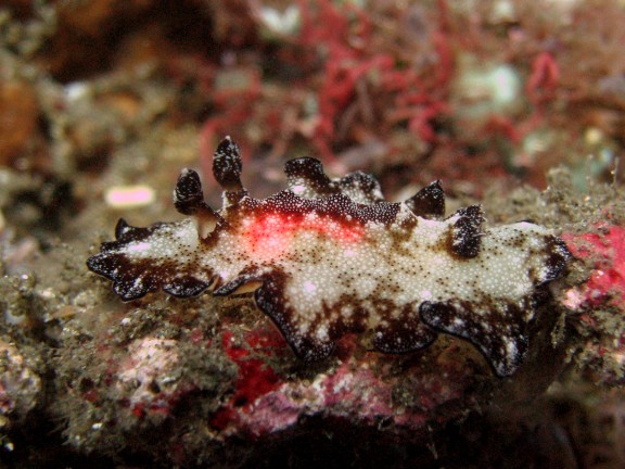 Baturiti, Indonesien