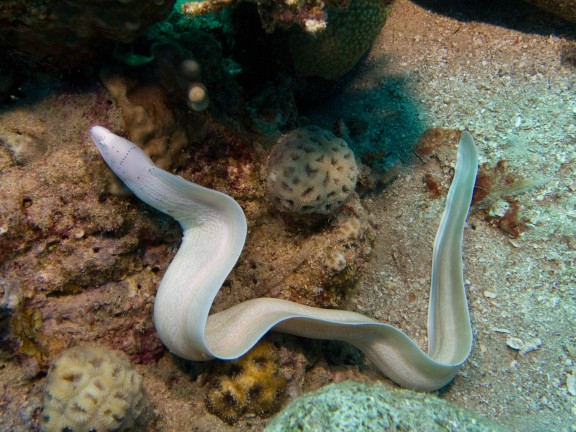 Aqaba, Jordan