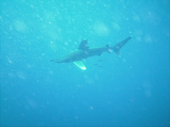 Red Sea