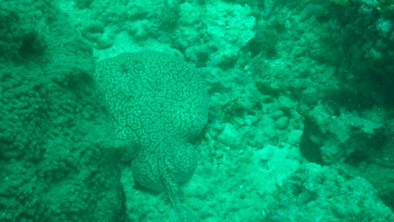 The Gulf of Oman