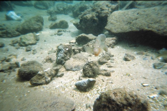 Florida, Rainbow River