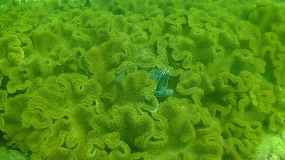 The Gulf of Oman