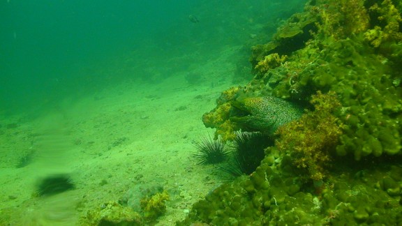 The Gulf of Oman